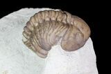 Bargain, Lochovella (Reedops) Trilobite - Oklahoma #92748-2